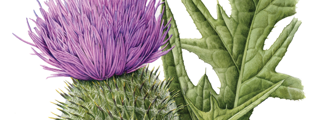 Plant Portraits by Post by Julia Trickey