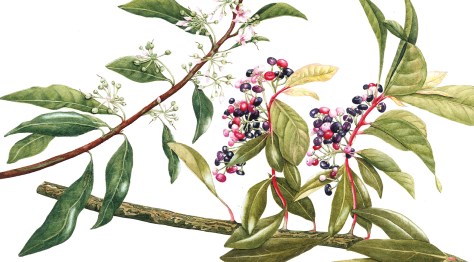 Botanical painting at Eden: A Coming of Age