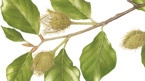 Christina Hart-Davies: The Greenwood Trees