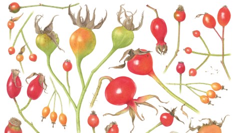 Christina Hart-Davies: The Whole Story